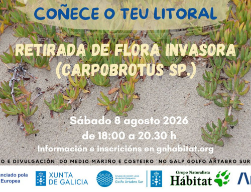 Retirada de Carpobrotus sp. en Sabón, Arteixo