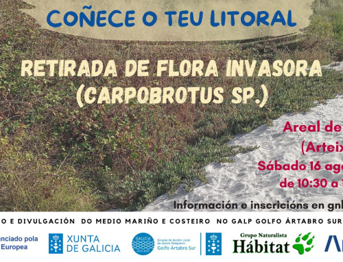 Retirada de Carpobrotus sp. en Sabón, Arteixo (16/08/2026)