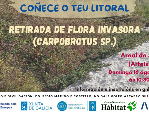 Retirada de Carpobrotus sp. en Sabón, Arteixo (16/08/2026)