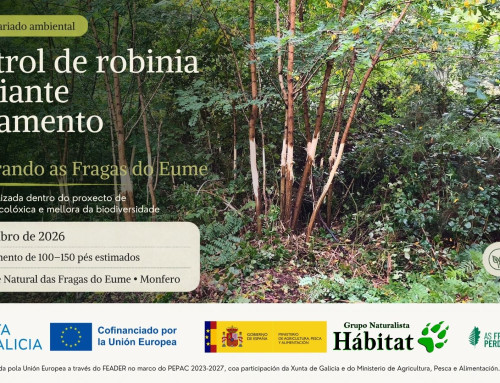 Anelamento de robinias para favorecer a recuperación do bosque autóctono