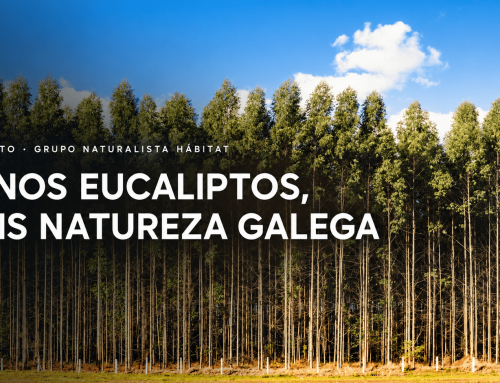 Menos eucaliptos, máis natureza galega: publicamos o noso manifesto