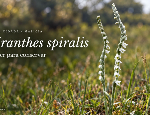 En busca da Spiranthes spiralis en Galicia