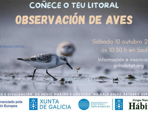 Celebramos o Día Internacional da Aves Migratorias en Sada (9 e 10/10/2026)