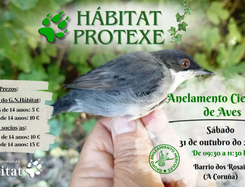 Hábitat Protexe: Anelamento científico de aves nos Rosais, A Coruña